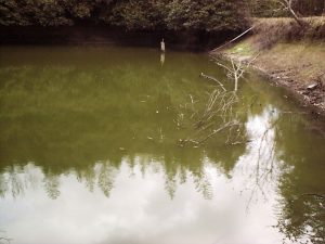 アメリカザリガニが優占する池