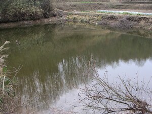オオクチバスが違法放流された池