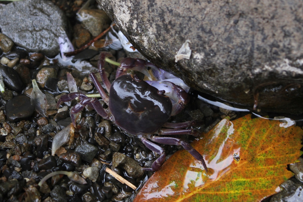 生物細密画「サワガニの食事」 生物細密画「サワガニの食事」