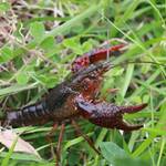 アメリカザリガニ　Procambarus clarkii
