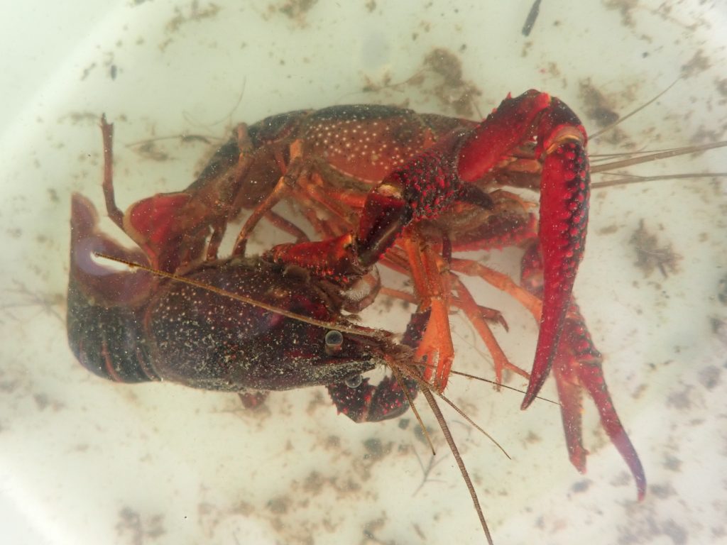 あめりかざりがに | 香川淡水魚研究会