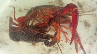 a99a1756eeecc8327ab168b4e9a66b